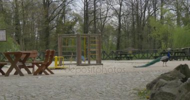 Güzel tavuskuşu eğlence Bahçesi sandalye ve masa Park Hayvanat bahçesine gezi yaz günü Biyoloji zooloji çevre koruma yaban hayatı içinde yürüyor