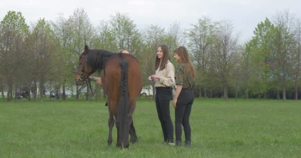 Gadis yang berdiri di dekat kuda dan mengelilinginya . — Stok Video