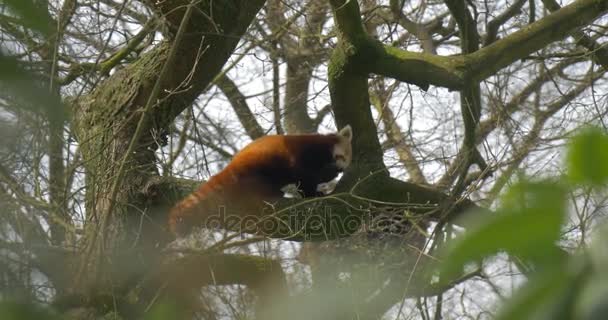 Panda rossa pulisce pelliccia . — Video Stock