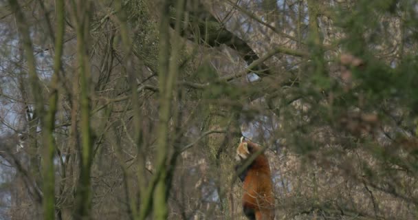 Panda rouge dans la forêt — Video