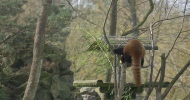 Küçük Panda yükseltilmiş bir platformda geri