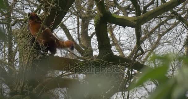 蓬松的尾巴的红熊猫 — 图库视频影像