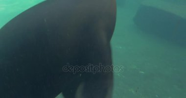 Earless taşıma ve onların yüzgeçleri Pinnipeds memeliler küçük bir su birikintisi sallayarak mühür akvaryum su çember sakallı mühürler zarifsin hayvanat bahçesi içinde yüzüyor