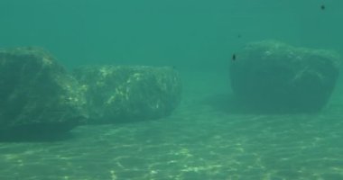 Küçük gölet su altında su hayatta çember sakallı mühürler zarifsin Hayvanat Bahçesi Pinnipeds memelilerde akvaryum içinde yüzme Earless mühürler