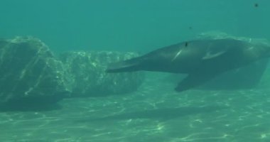 Yabani hayvanlar ve bitkiler su sakallı mühürler yüzer akvaryum küçük gölet Earless mühür Hayvanat Bahçesi Pinnipeds memelilerde altında çamurlu suda çember zarif