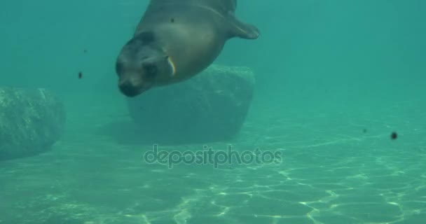 Earless Seals bevæger sig og vinker deres finner sæler kredser og svæver i vandet Wildlife i Nordsøen Pinnipeds pattedyr i en lille dam – Stock-video
