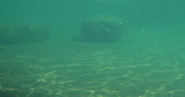 Piedras bultos de roca en el fondo de la arena La luz del día llega a través de un estanque pequeño de agua verde fangoso con vida acuática fangosa bajo el agua Durante el día — Vídeos de Stock