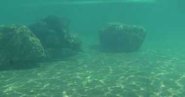 Hayvanat Bahçesi Pinnipeds memeliler akvaryumda su altında çember zarif mühürler Frolicing küçük gölet mühürler içinde hareket ve onların yüzgeçleri sallayarak vardır