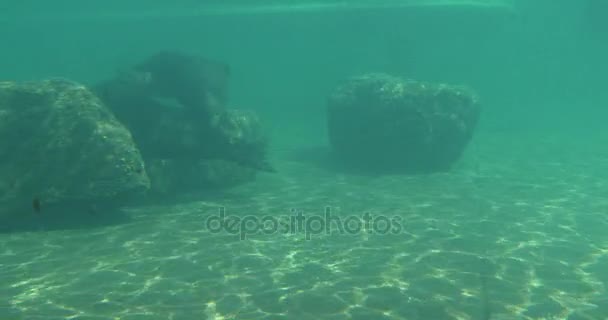 Hayvanat Bahçesi Pinnipeds memeliler akvaryumda su altında çember zarif mühürler Frolicing küçük gölet mühürler içinde hareket ve onların yüzgeçleri sallayarak vardır — Stok video