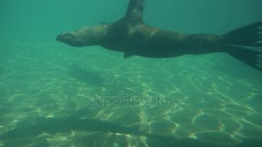 Küçük gölet Earless mühürler Hayvanat Bahçesi yavaş hareket Pinnipeds memelilerde akvaryum yüzme su gündüz çember zarif Sakallı fok vardır