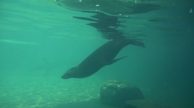 Zarif su yavaş hareket ve onların yüzgeçleri Earless mühür sallayarak akvaryum Pinnipeds memeliler içinde belgili tanımlık vahşi içinde yüzüyor altında çember sakallı mühürler