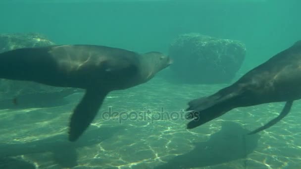 Zeehonden drijven en cirkelen onder Water Aquarium van de Zoo Pinnipedia zoogdieren zijn Frolicing in een kleine vijver zeehonden zijn bewegen en zwaaien hun vinnen — Stockvideo