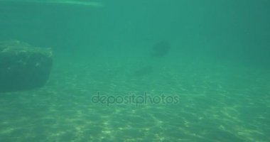 Mühürler Oceanarium Pinnipeds memeliler sallayarak onların yüzgeçleri suda çember sakallı mühürler zarifsin Zoo küçük havuzda su altında yüzen