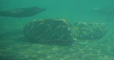 Earless mühürler Hayvanat Bahçesi Pinnipeds memeliler sallayarak onların yüzgeçleri suda çember sakallı mühürler zarifsin küçük havuzda çamurlu su altında yüzen