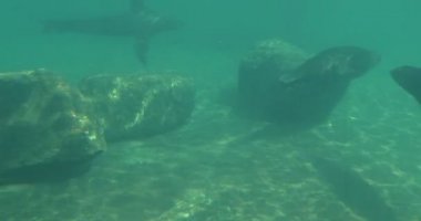 Hayvanat Bahçesi Pinnipeds memeliler sallayarak onların yüzgeçleri suda çember sakallı mühürler zarifsin küçük havuzda çamurlu su altında Earless mühürler sarsın