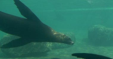 Oceanarium Pinnipeds memeliler sallayarak onların yüzgeçleri suda çember sakallı mühürler zarifsin Zoo küçük havuzda su altında Earless mühürler sarsın