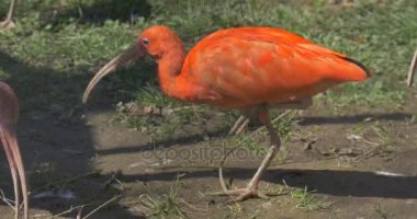 Turuncu Ibis kuş uzun aşağı kıvrık faturaları gri Hayvanat Bahçesi kuşla toprağa tarafından atlar ve uzun bacaklar pençeleri ve uzun boyunlu Mısır kuşlar turuncu tüy