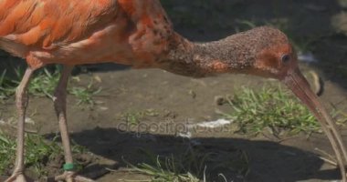 Kırmızı Ibis uzun aşağı kıvrık faturaları gri Hayvanat Bahçesi kuşla kuru dal Peck çalışın ve turuncu uzun bacaklar pençeleri ve uzun boyunlu Mısır kuş tüy