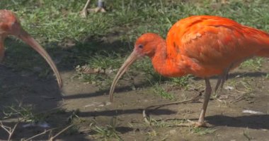 İki kırmızı Ibises çim uzun aşağı kıvrık faturaları gri Hayvanat Bahçesi kuşla içinde gagalama ve turuncu uzun bacaklar pençeleri ve uzun boyunlu Mısır kuş tüy