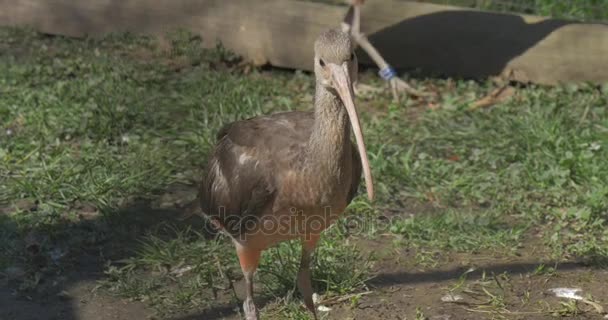 Ibis chodit a létají do egyptské ptáky ve voliéře zvířata na pokraji vyhynutí pastvě v Zoo Bird With Long Down-Curved účty slunečný den — Stock video