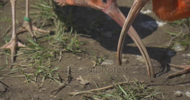 Δύο Ibises είναι ραμφίζουν τα λαϊκά στρώματα στο ζωολογικό κήπο πουλί με μεγάλη προς τα κάτω-καμπυλωτή λογαριασμούς γκρι και πορτοκαλί φτερά μακριά νύχια ποδιών και μακρύ λαιμό αιγυπτιακό πουλί — Αρχείο Βίντεο