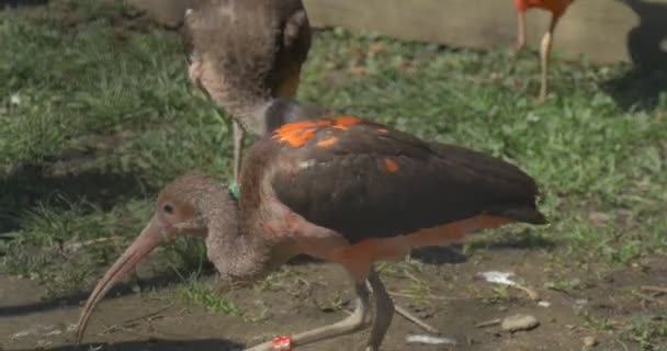 Ibises Naranjas y Rojas Caminan en Aviario y Pájaro Grazing Con Largas Plumas Abajo Curvas Gris y Naranja Grandes Pájaros Egipcios en el Zoológico Soleado Día — Vídeos de Stock