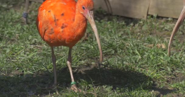 Czerwony Ibis spacery w Zoo ptak z zakrzywiony rachunki szary i pomarańczowy pióra długie nogi pazury i długą szyję, egipski ptak chodzić w wolierze i wypas — Wideo stockowe