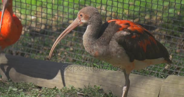 Ibises chodzić w Zoo ptak z zakrzywiony rachunki szary i pomarańczowy pióra długie nogi pazury i długą szyję, egipski ptak chodzić w wolierze i wypas — Wideo stockowe