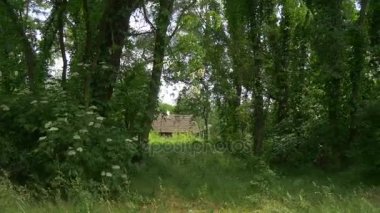 Uzun boylu ağaç gövdeleri üzerinde büyüyen yeşil sarmaşık