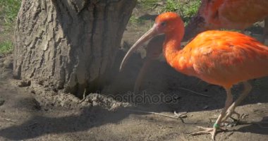 Turuncu Ibises gri ve kırmızı tüyler Hayvanat Bahçesi büyük Mısır Bird Walk büyük kuş kafesi ve uzun aşağı kıvrık faturaları ile otlatma kuş ağacında altında yürüyor