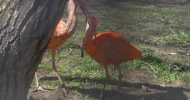 Turuncu Ibises Hayvanat Bahçesi büyük Mısır Bird Walk büyük kuş kafesi ve uzun aşağı kıvrık faturaları ile otlatma kuş ağacında altında gri ve kırmızı tüyler oynuyorlar