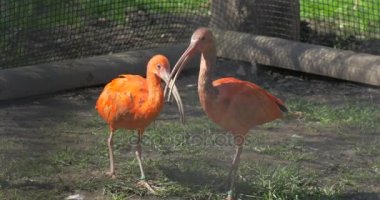 Turuncu Ibises gri ve kırmızı tüyler Hayvanat Bahçesi büyük Mısır Bird Walk büyük kuş kafesi ve uzun aşağı kıvrık faturaları ile otlatma kuş kafesi içinde oynuyorlar