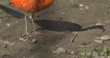 Ibis yürür ve hayvanat bahçesi kuş uzun aşağı kıvrık faturaları ile Sandy yere büyük Mısır kuş sıcak güneşli gün açık havada gri ve turuncu tüy otlatma