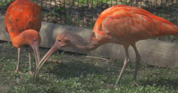 Pomarańczowy Ibises są wypas w wolierze Zoo duży ptak egipski spacerem w ptaszarnia i wypas ptak z rachunków długi zakrzywiony w dół piór szary i czerwony — Wideo stockowe
