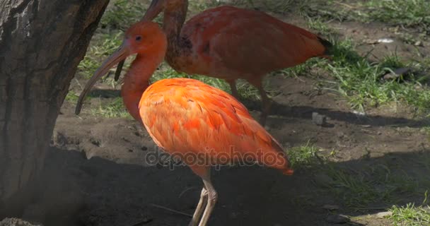 Oranje ibissen zijn grazen onder boom in de dierentuin Egyptische Pino wandeling in de volière en grazende vogel met lange Down-gebogen rekeningen grijze en rode veren — Stockvideo