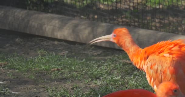 Pomarańczowy Ibises chodzić w ptaszarnia Sandy ziemi i wypas ptak z długi zakrzywiony w dół rachunki szary i pomarańczowy pióra ptaków egipski w słoneczny dzień Zoo — Wideo stockowe