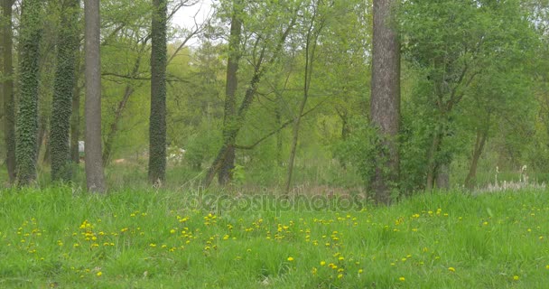 High Deciduous Trees Grow Near to Bank of a River — Stock Video