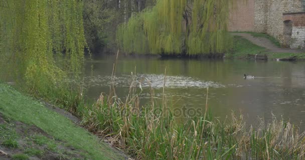 Hohe grüne Weiden wachsen in der Nähe des Flusses — Stockvideo