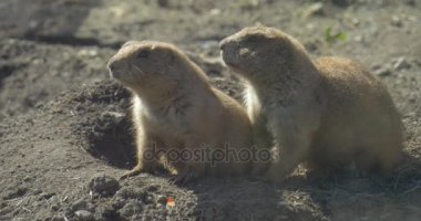 Gophers delik girişinde dikkat Avrupa zemin sincap Souslik Spermophilus Suslicus ile sevimli hayvanlar bir tatlı ile karşı karşıya izliyor