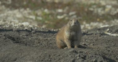 Gophers delik Avrupa zemin sincap Avrupa Souslik Spermophilus Suslicus sevimli hayvan tatlı yüzü ile dışarı atmayı merak ile izliyor