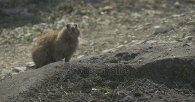 Gopher delik kemirgen tavşan çukuru tünel Wildlife alanında bir Sandy yere veya gevşek toprak, çöl küçük kazık girişlerinde oturuyor