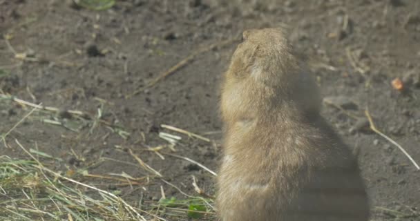 地松鼠坐在它的后腿在鸟舍欧洲地面松鼠可爱动物与大黑眼睛和圆圆的耳朵隐藏在毛皮 — 图库视频影像