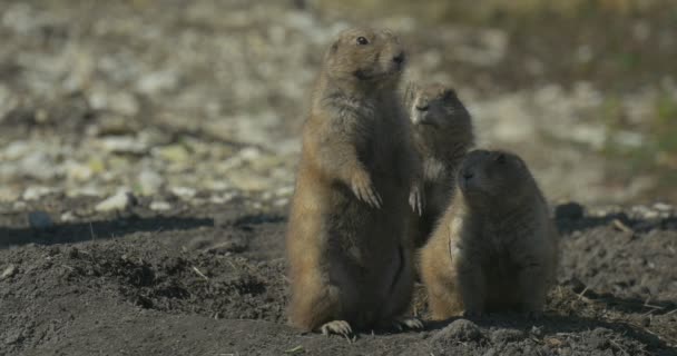 Eekhoorn familie Sit op gat op zijn achterpoten knaagdieren gravende Tunnel Wildlife in het veld of de woestijn kleine stapels losse grond die betrekking hebben op de ingangen — Stockvideo