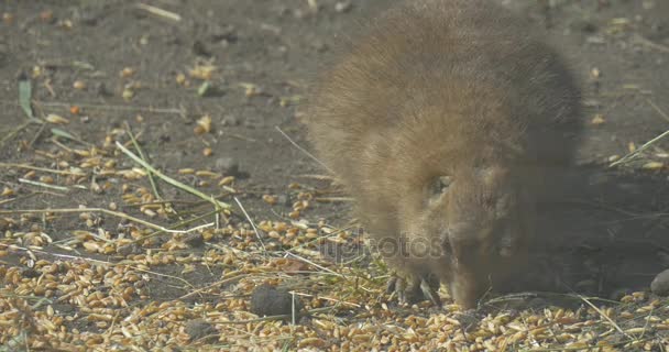 Ardilla de tierra está comiendo hierba seca en aviario europeo ardilla de tierra lindo animal con grandes ojos oscuros y orejas redondeadas se ocultan en la piel al aire libre — Vídeos de Stock