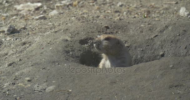 Écureuil observe avec curiosité Peeking Out of the Hole Écureuil de terre européen Souslik européen Spermophilus Suslicus animal mignon avec doux visage 