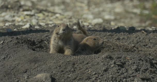 Familia de ardillas se sientan a la entrada de los roedores del agujero Túnel de excavación Vida silvestre en el campo o desierto Pequeñas pilas de suelos sueltos que cubren las entradas — Vídeo de stock