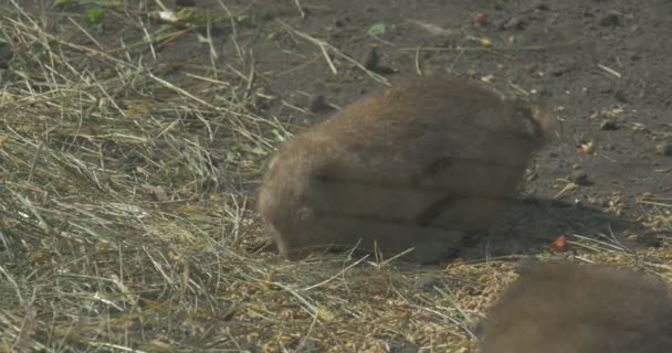 Gopher 是啮齿类动物鸟舍欧洲地面松鼠可爱动物与大黑眼睛吃干草和圆形的耳朵是隐藏在毛皮户外 — 图库视频影像