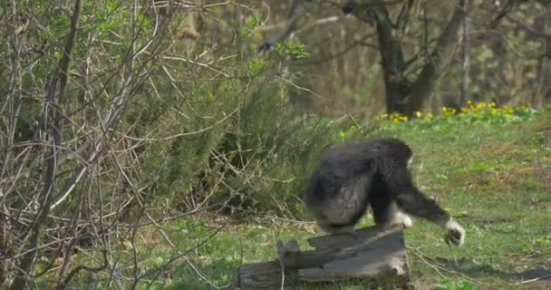 Schimpansen sitter på en äng nära de torra grenarna. — Stockvideo