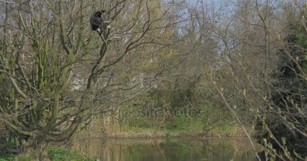 Visa från fjärran på hoppning schimpanser i bushen nära sjön. — Stockvideo