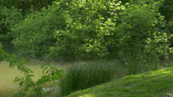 Jarní krajina Lake Green Hill v čerstvé zelené trávě stromy parku slunečný letní den keře a větve stromů jsou kymácí ve větru Reed vlnící se vody — Stock video